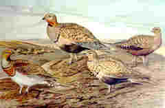 Black-bellied Sandgrouse